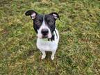 Adopt Dash a Boxer, Border Collie