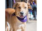 Adopt Simba Wole a Labrador Retriever, Australian Cattle Dog / Blue Heeler