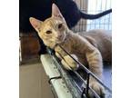 Adopt SAMSON a Domestic Short Hair