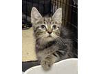 Adopt SPARROW a Domestic Short Hair