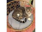 Adopt ARLO - FUNNY FRIENDLY QUIRKY BOY a Tabby, Domestic Short Hair