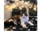 Adopt Moki (Experienced Adopter Only) a Maine Coon, Domestic Long Hair