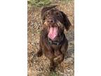 Adopt Moose a Labradoodle