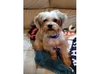 Adopt Yogi a Yorkshire Terrier