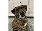 Adopt BRODY a Plott Hound