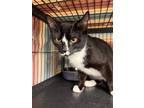 Adopt Horace a Domestic Short Hair