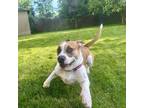 Adopt Goose a Staffordshire Bull Terrier, Basset Hound