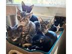 Adopt Willow, Ramzee , Cooper, Asher & Otis a Tuxedo, Tabby