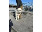 Adopt Zeus a Great Pyrenees