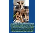 Adopt Comet a Pit Bull Terrier