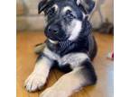 Male black & tan GSD