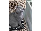 Adopt Shiitake a Domestic Short Hair