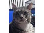 Adopt Cauldron a Domestic Short Hair