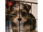 Yorkshire Terrier Puppy for sale in Meriden, CT, USA