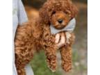 Poodle (Toy) Puppy for sale in Greenbrier, AR, USA