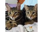 Adopt Cinnamon & Nutmeg a Domestic Short Hair