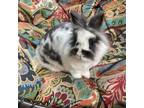 Adopt Sven a Lionhead