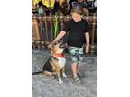 Adopt Buck Rogers, My Hero a Labrador Retriever, Australian Shepherd