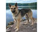 Adopt Mars a German Shepherd Dog