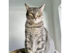 Adopt LANI a Domestic Short Hair, Tabby