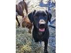 Adopt Jonah a Golden Retriever, Australian Cattle Dog / Blue Heeler