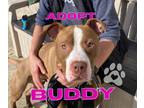 Adopt Buddy a Pit Bull Terrier