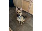 Adopt Jaxon a German Shepherd Dog