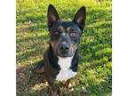 Adopt Bubbles a Australian Kelpie, German Shepherd Dog