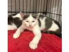 Adopt Mo! a American Shorthair