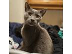 Adopt Wisp a Domestic Short Hair