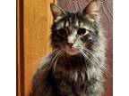 Adopt Kenny a Domestic Long Hair, Domestic Short Hair