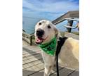 Adopt Benny a Great Pyrenees, Labrador Retriever