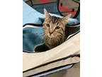 Adopt Larry a Domestic Short Hair