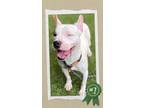Adopt Michael Buble (foster or adopter needed!) a Terrier, Mixed Breed