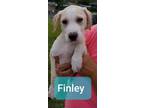 Adopt Finley a Black Labrador Retriever, Hound