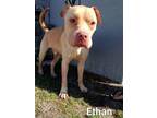 Adopt Ethan a American Bully