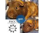 Adopt Emory a Guinea Pig