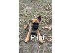 Adopt Pilot a German Shepherd Dog, Belgian Shepherd / Malinois