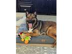 Adopt Charlie a Belgian Shepherd / Malinois, Australian Shepherd