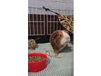 Adopt Houston & Rome a Guinea Pig, Silkie / Sheltie