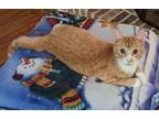 Adopt Arnold a Domestic Short Hair