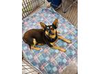 Adopt Timmy a Miniature Pinscher