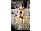 Adopt Stanley Love a American Staffordshire Terrier
