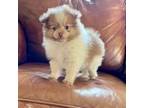 Pomeranian Puppy for sale in Los Angeles, CA, USA