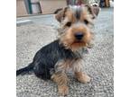 Male Yorkie Terrier