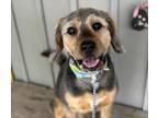 Adopt Tank a Brown/Chocolate Wirehaired Pointing Griffon / Mixed dog in