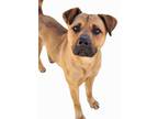 Adopt Sumac a Tan/Yellow/Fawn Black Mouth Cur / Mixed dog in Bartlesville
