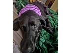 Adopt Lola Oprah a Black Labrador Retriever / Mixed dog in Knoxville