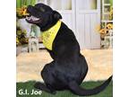 Adopt GI Joe a Black Pit Bull Terrier / Mixed dog in Yuma, AZ (38177354)