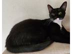 Adopt Carolyn's Robbi a Black & White or Tuxedo Domestic Shorthair / Mixed